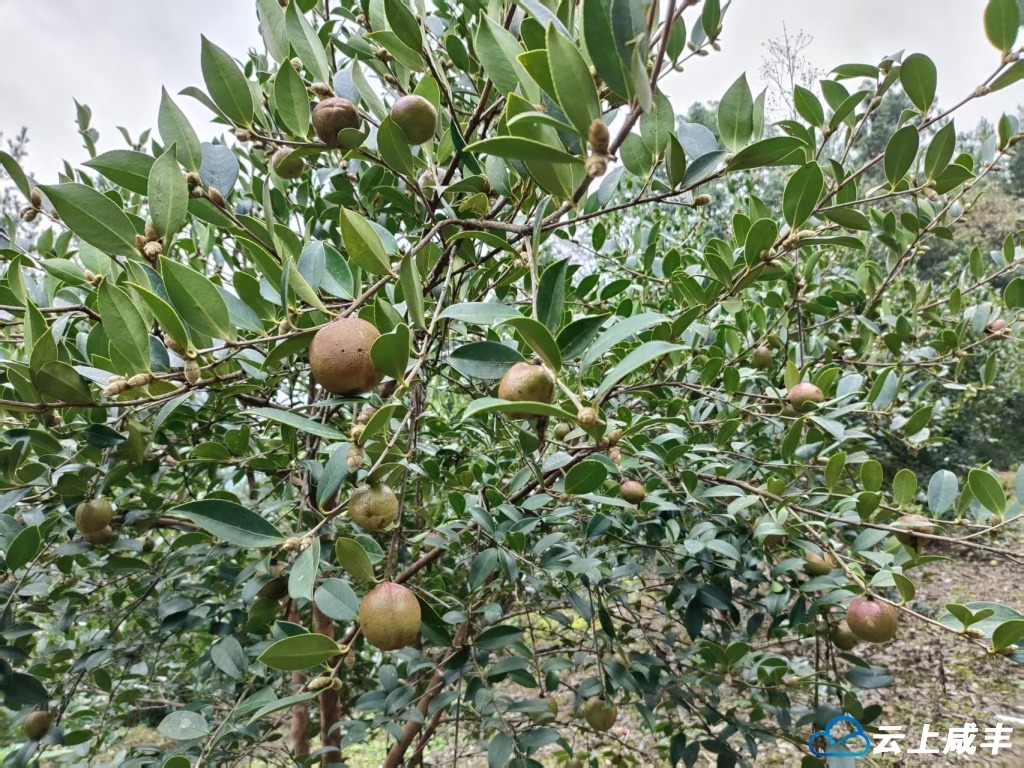 微信图片_20251009084905_135_26.jpg 微信图片_20251009084905_135_26.jpg