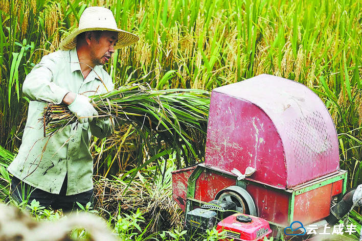 丰景如画庆丰年