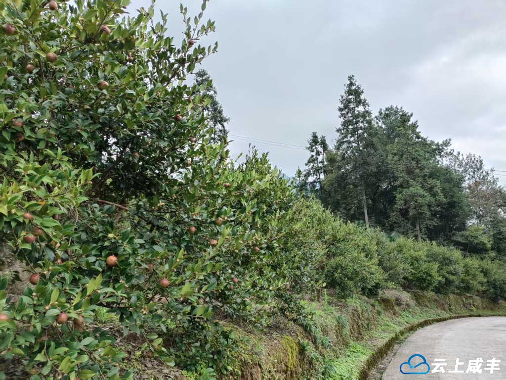 微信图片_20251009084856_132_26.jpg 微信图片_20251009084856_132_26.jpg