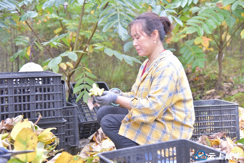 黄金洞：五倍子满山“金”富了口袋富乡村