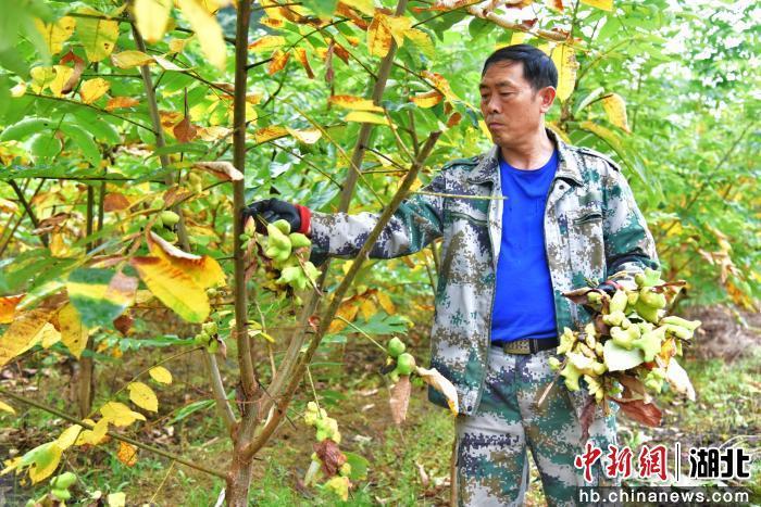 【中新网】客户端｜咸丰：五倍子结出乡村振兴“致富果”