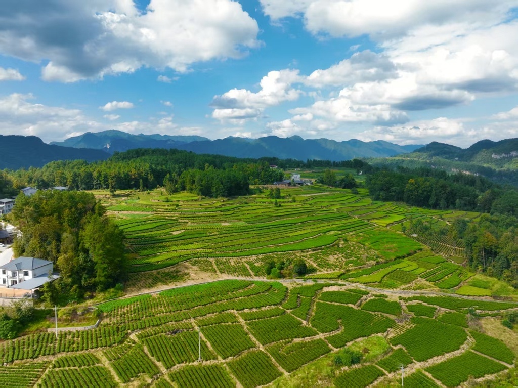 【学习强国】湖北咸丰：800亩茶园绘就诗意栖居图