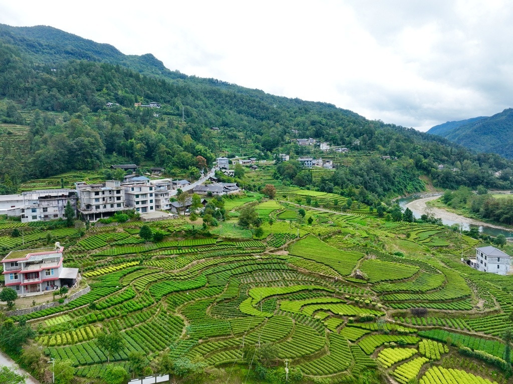 【学习强国】湖北咸丰：千亩茶园秋景如画