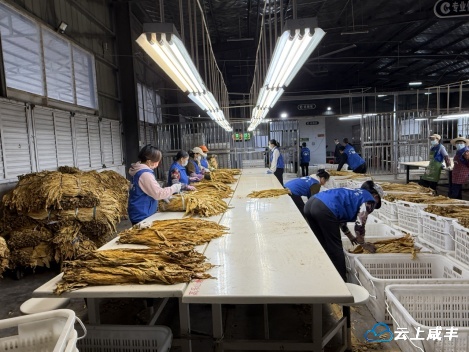 高乐山镇烟叶收购工作收官