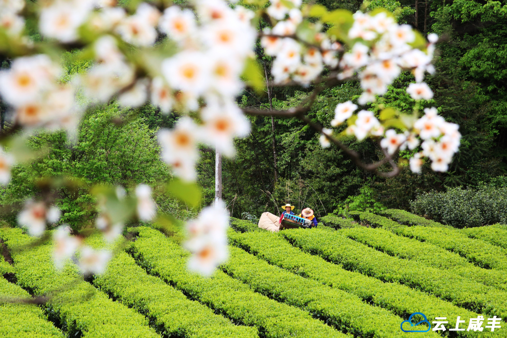 一片硒茶，成为世界共享的“白富美”