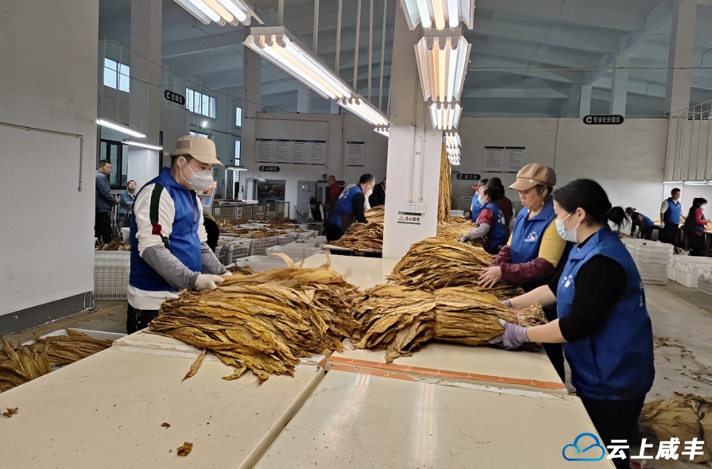 忠堡镇收购烟叶1万担