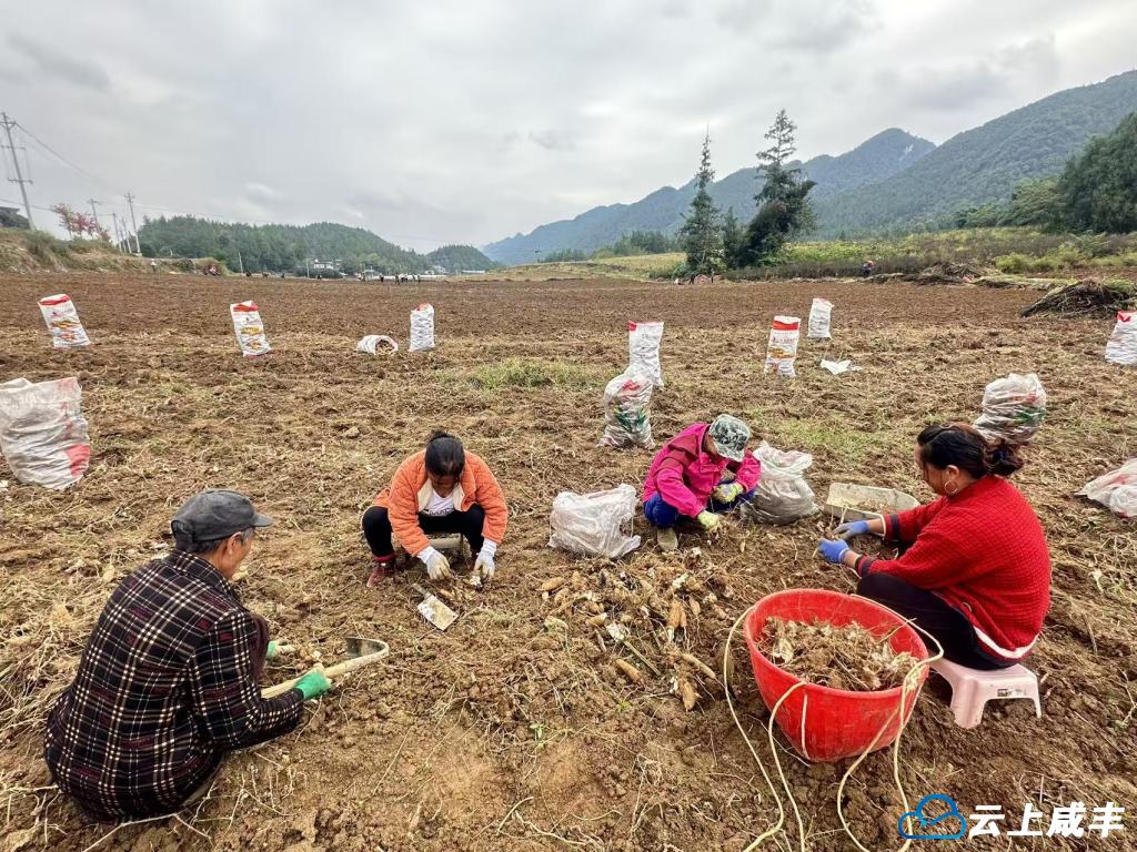 玄参种植落地鸡鸣坝村 带动百余人就近就业