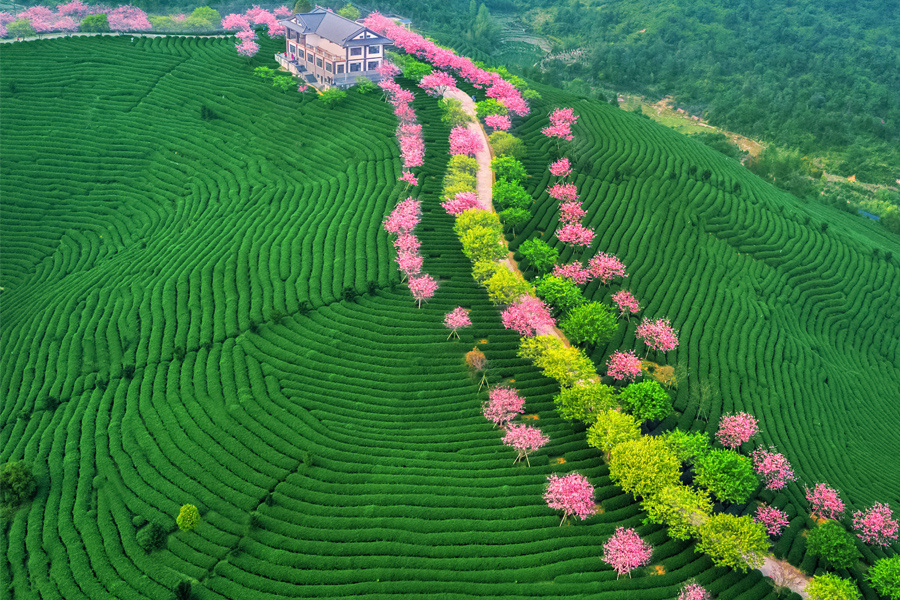 福建漳平樱花茶园图片