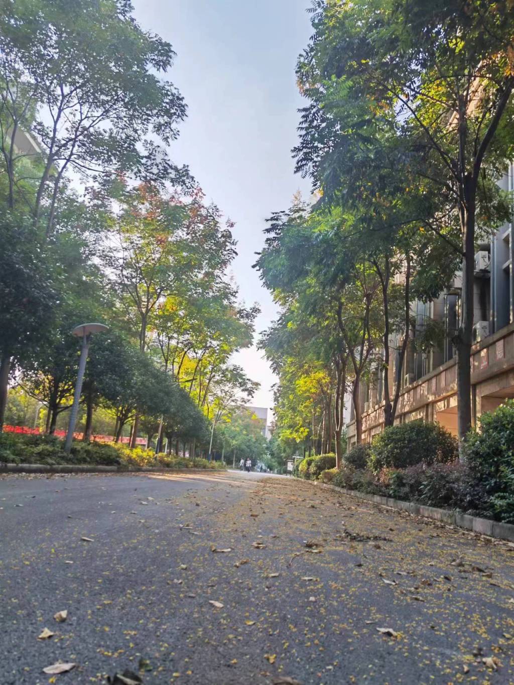 学府路2.jpg 学府路2.jpg