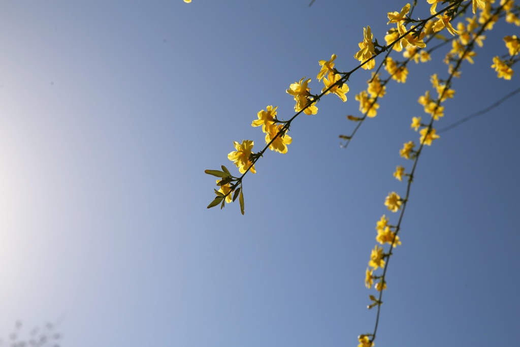 鹤峰迎春花初露芳容