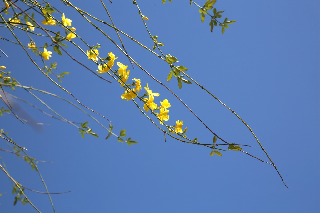 鹤峰迎春花初露芳容