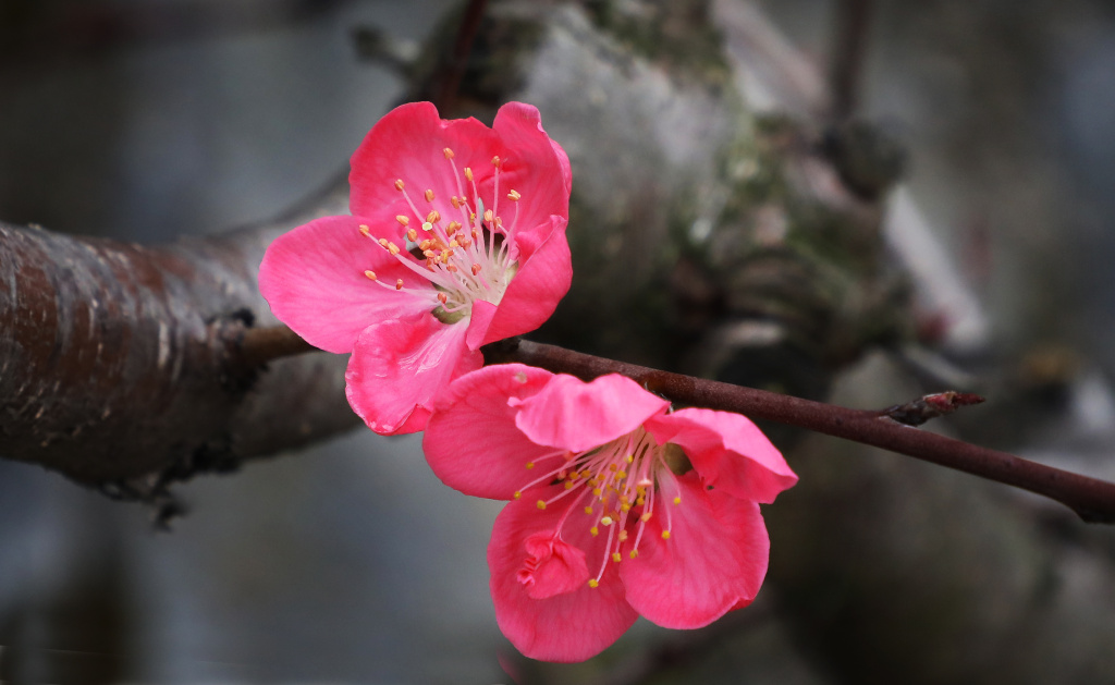 桃花 ：文/李文祥