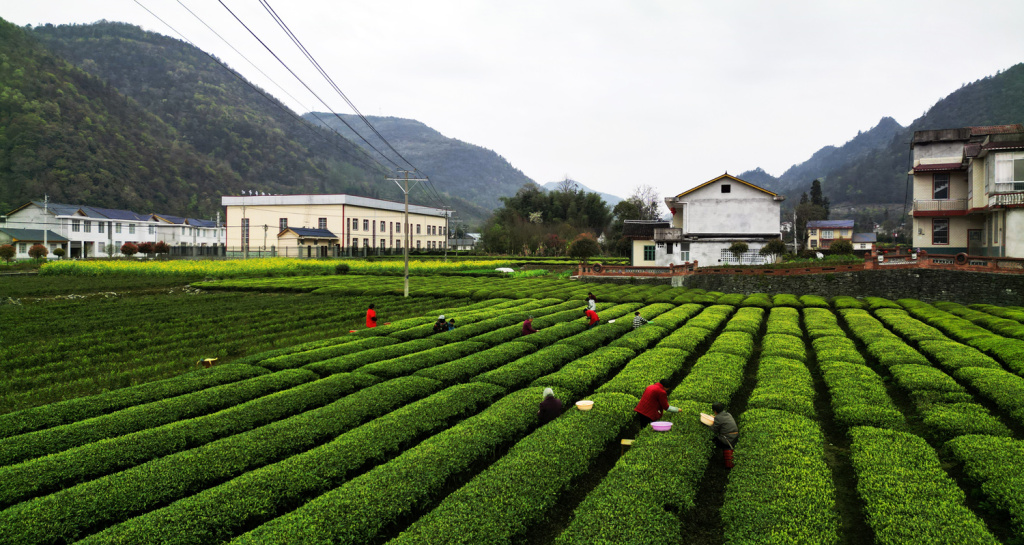 茶園見春意白茶採摘忙