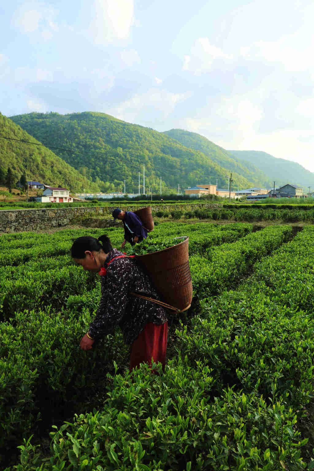 鹤峰春之印象谷雨时节采茶忙