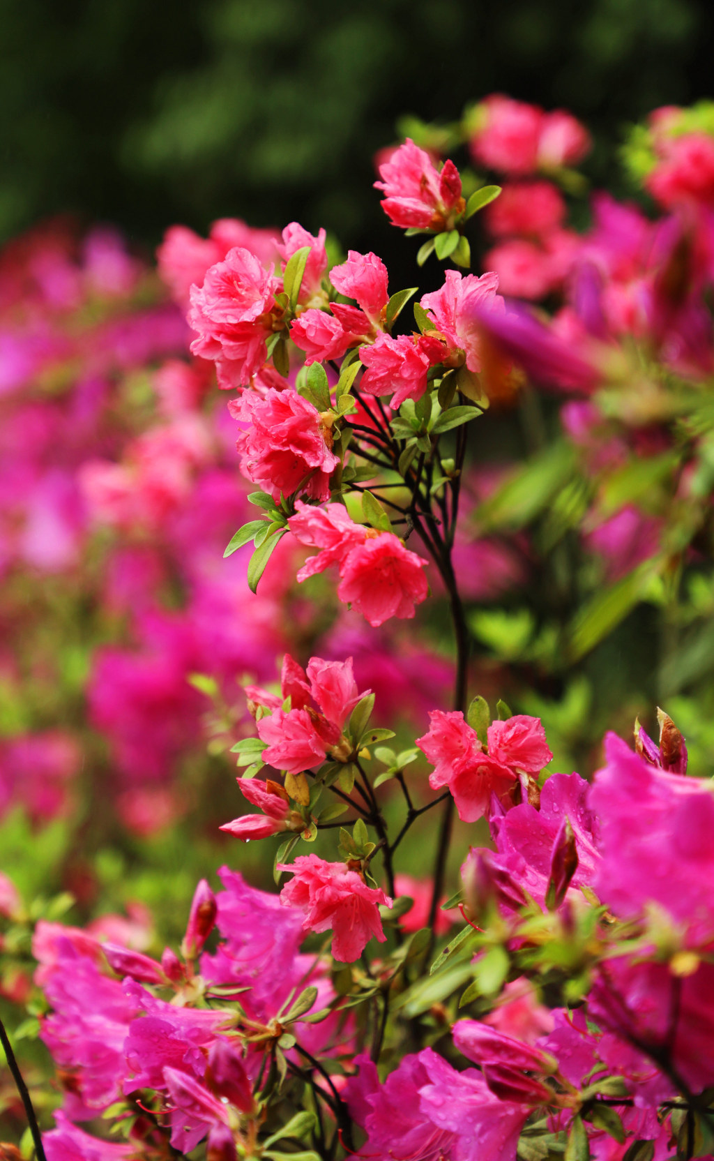 细柳城映山红 009_副本.jpg