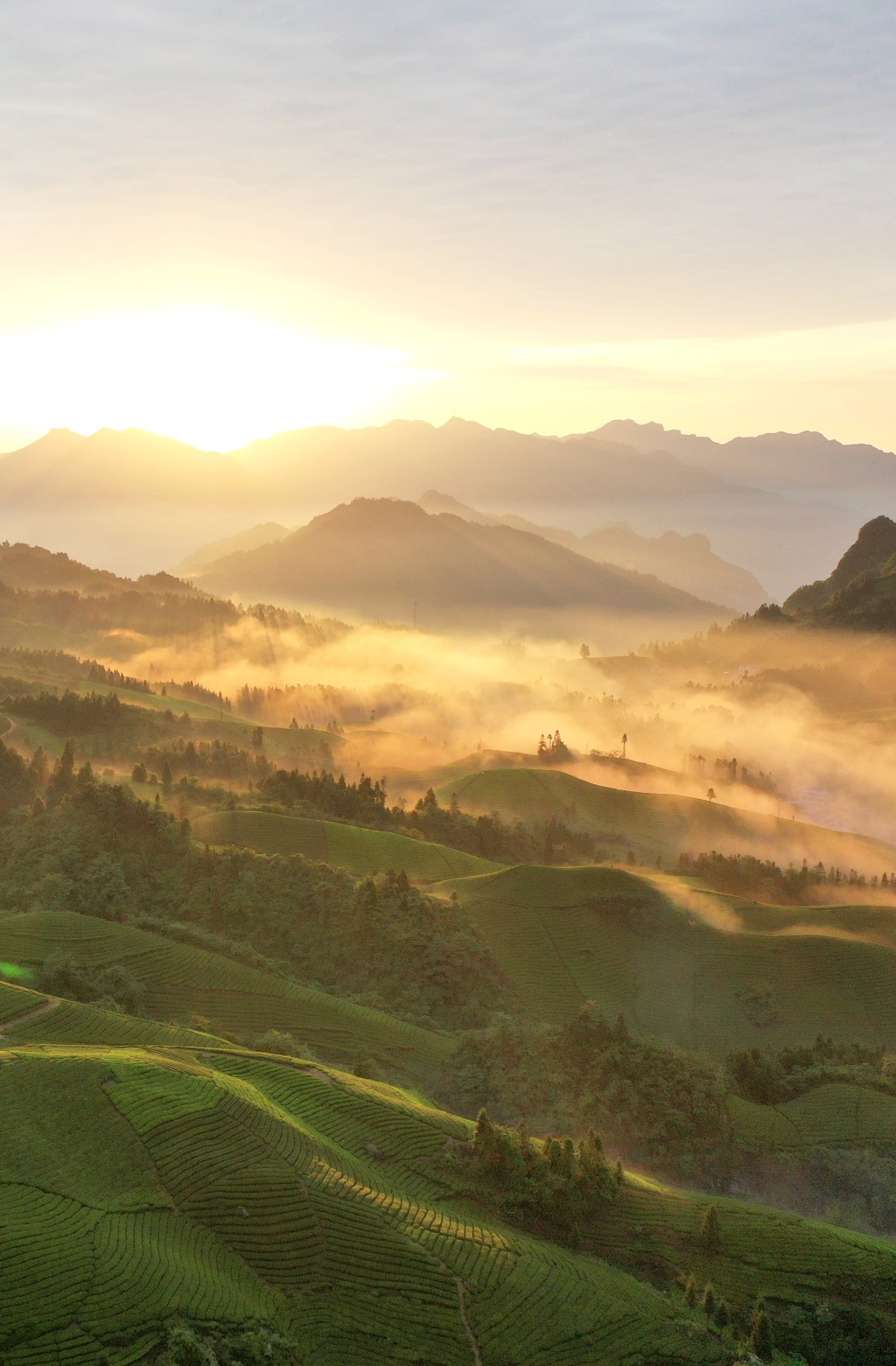 湖北鹤峰霞光万丈照茶山