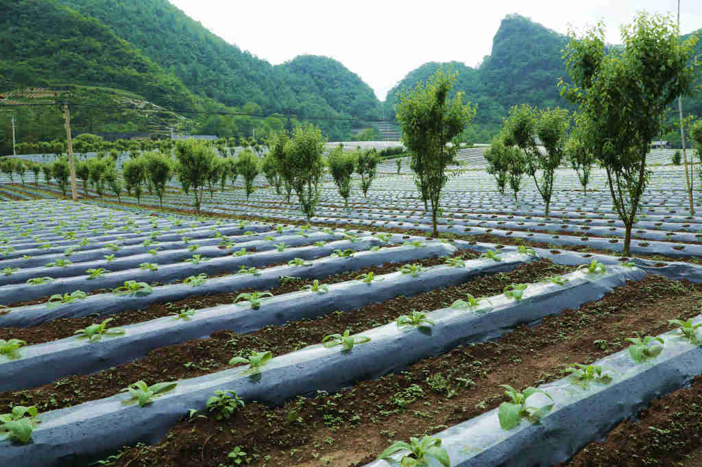 行摄鹤峰乡村谱写在大地上的动人诗篇