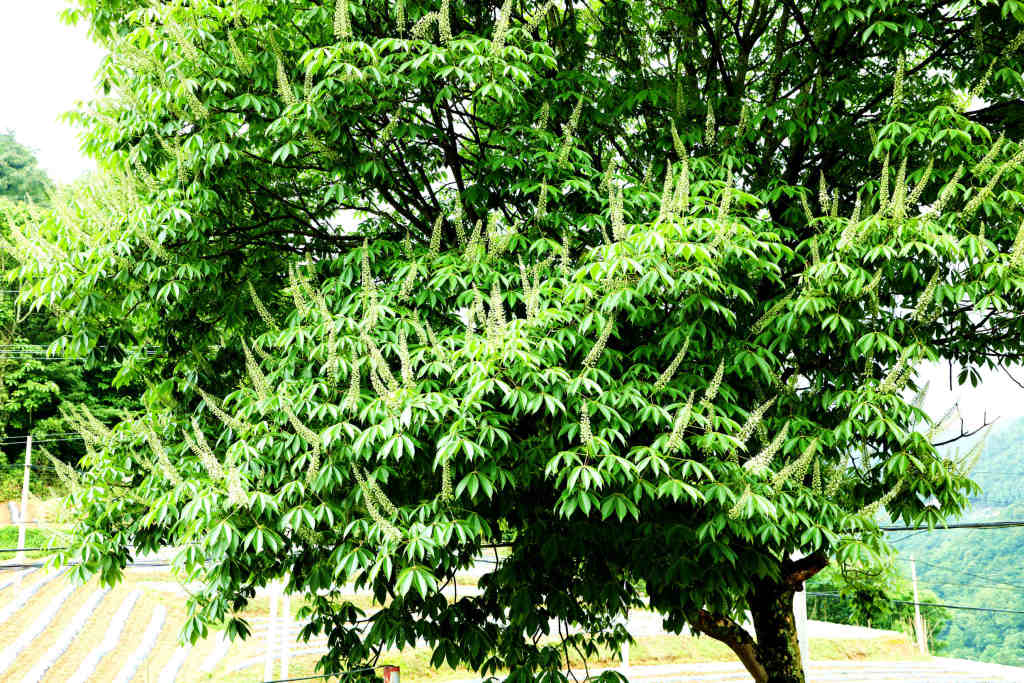 鹤峰夏日好风光幻境乡愁中的梭罗树