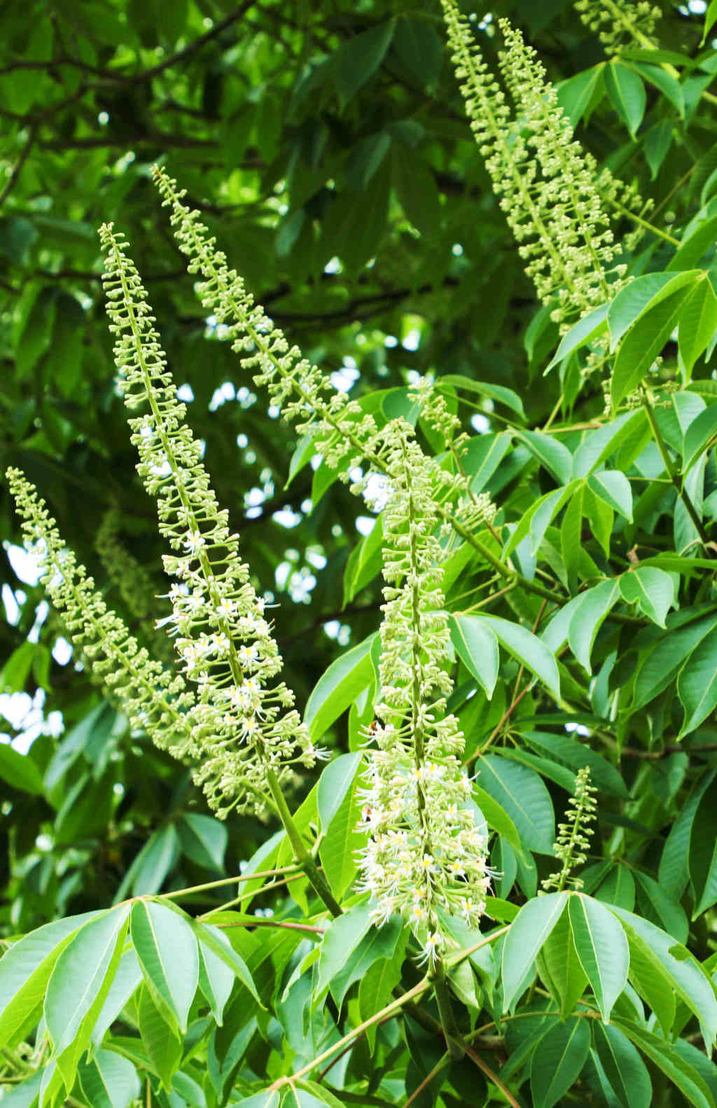 鹤峰夏日好风光幻境乡愁中的梭罗树