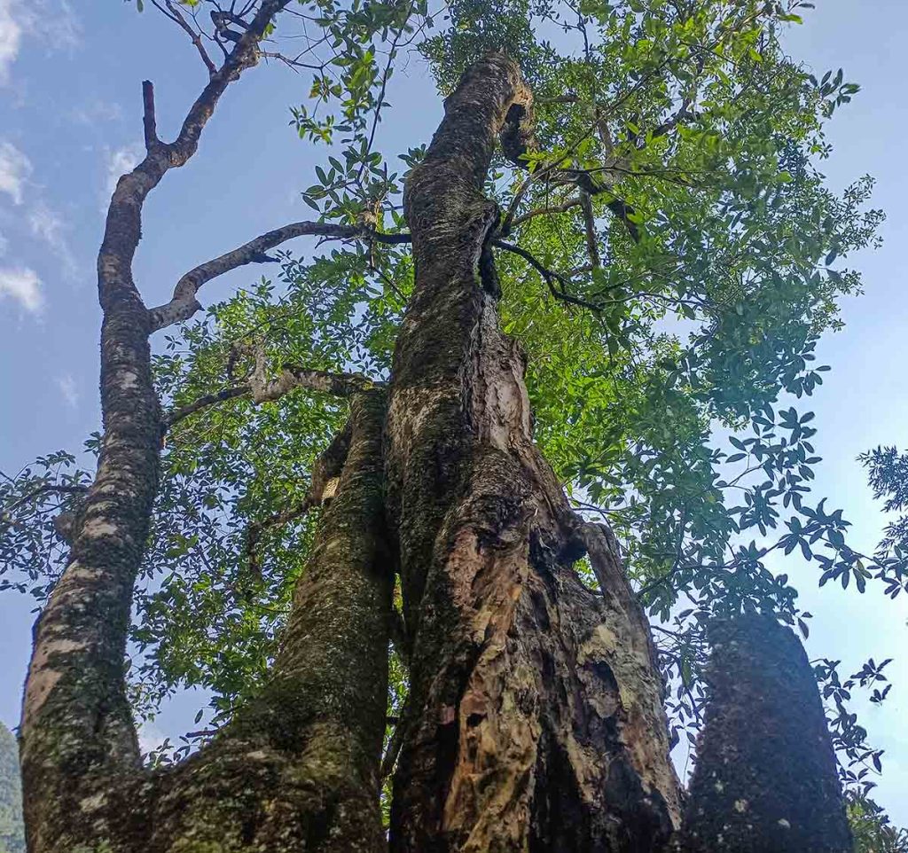 鹤峰一棵古桂花树带来一个世代传承守护生态的故事