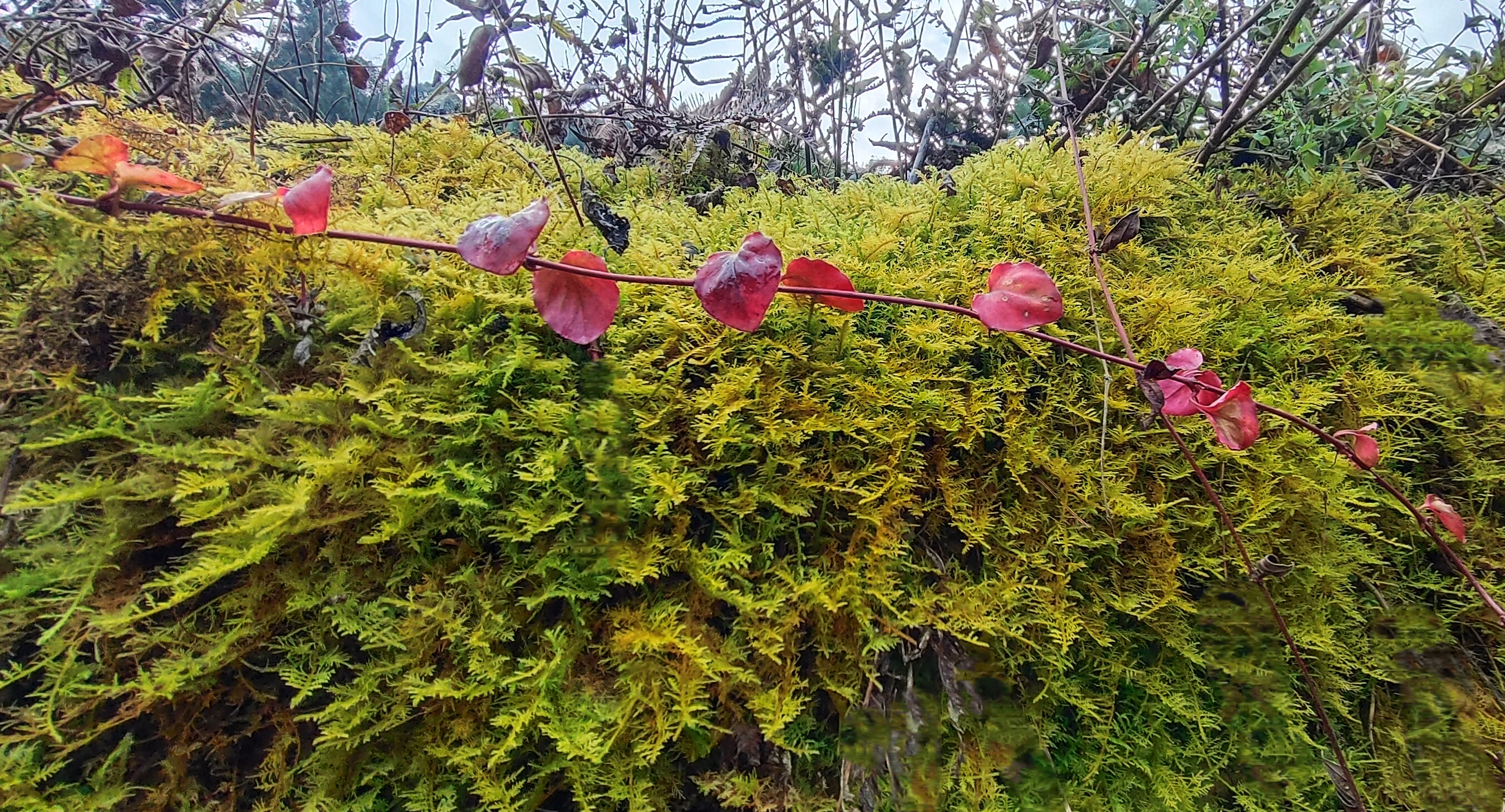 ̦ǽ