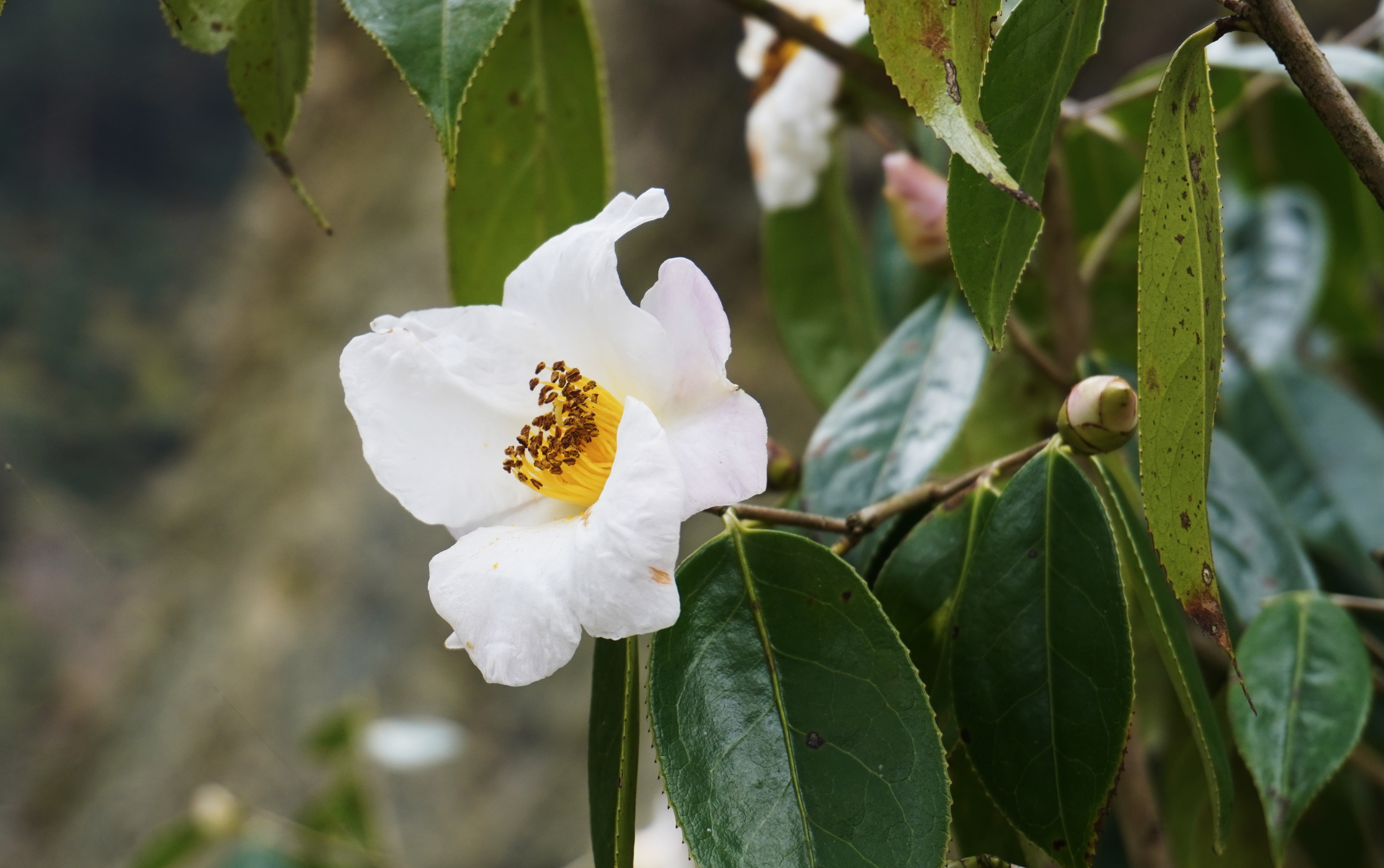 野茶花树图片