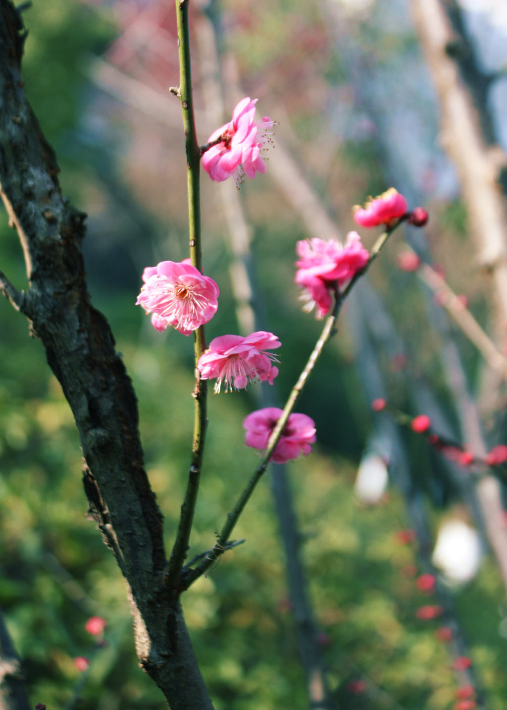 梅花品种之鹿儿岛红图片