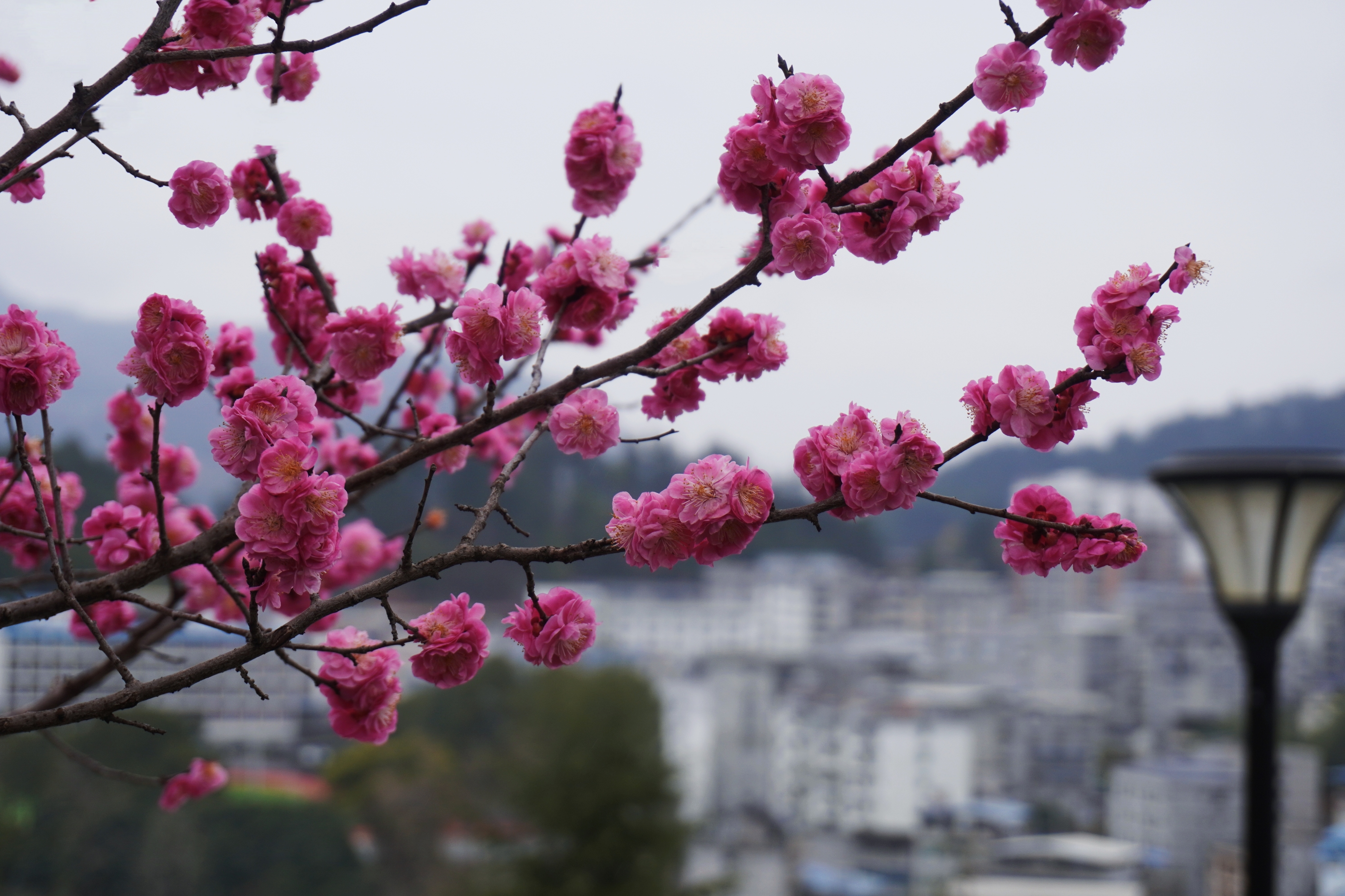 缤纷的花瓣雨-图片频道-中国鹤峰网·湖北鹤峰县新闻网