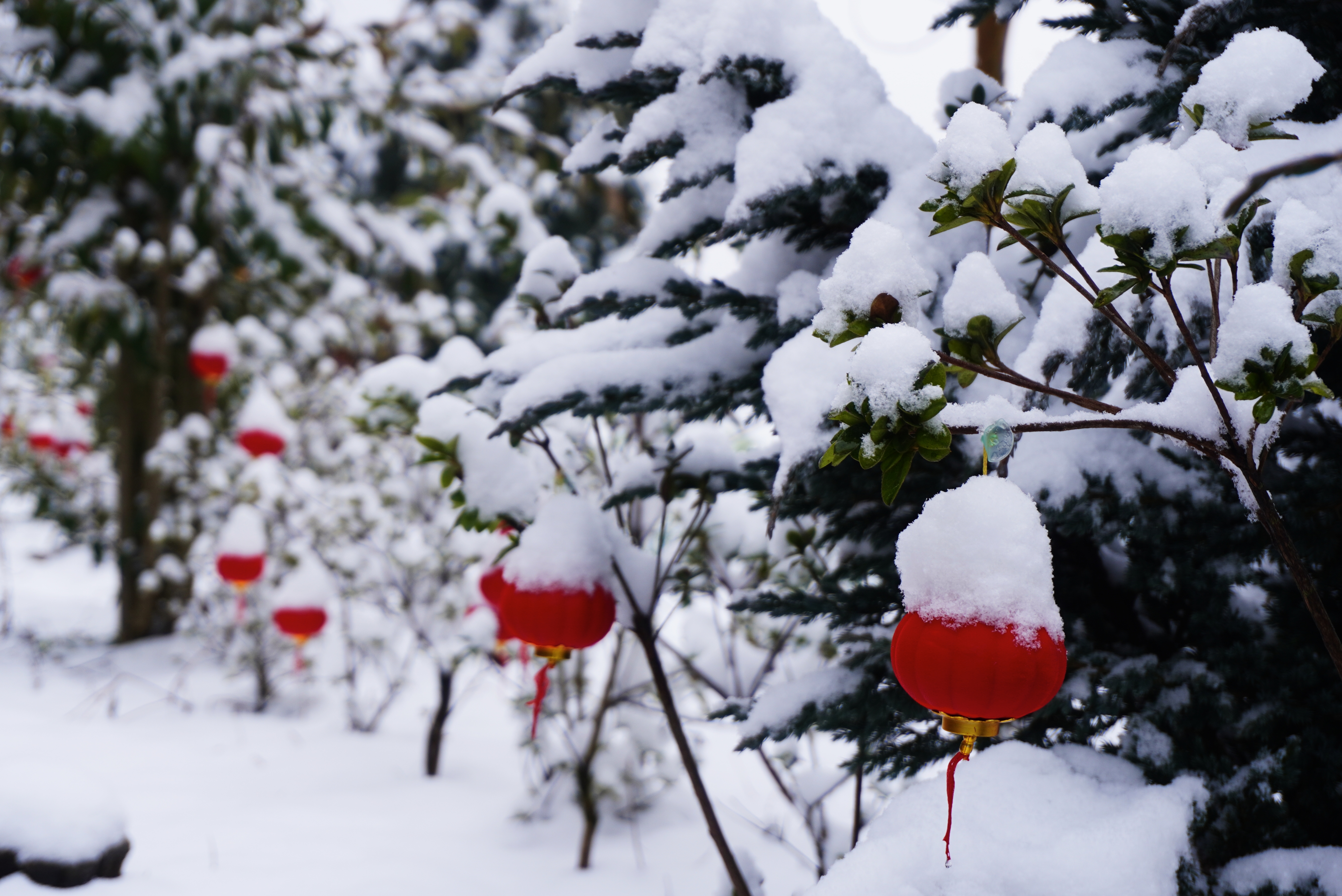 雪里红长什么样子图片图片