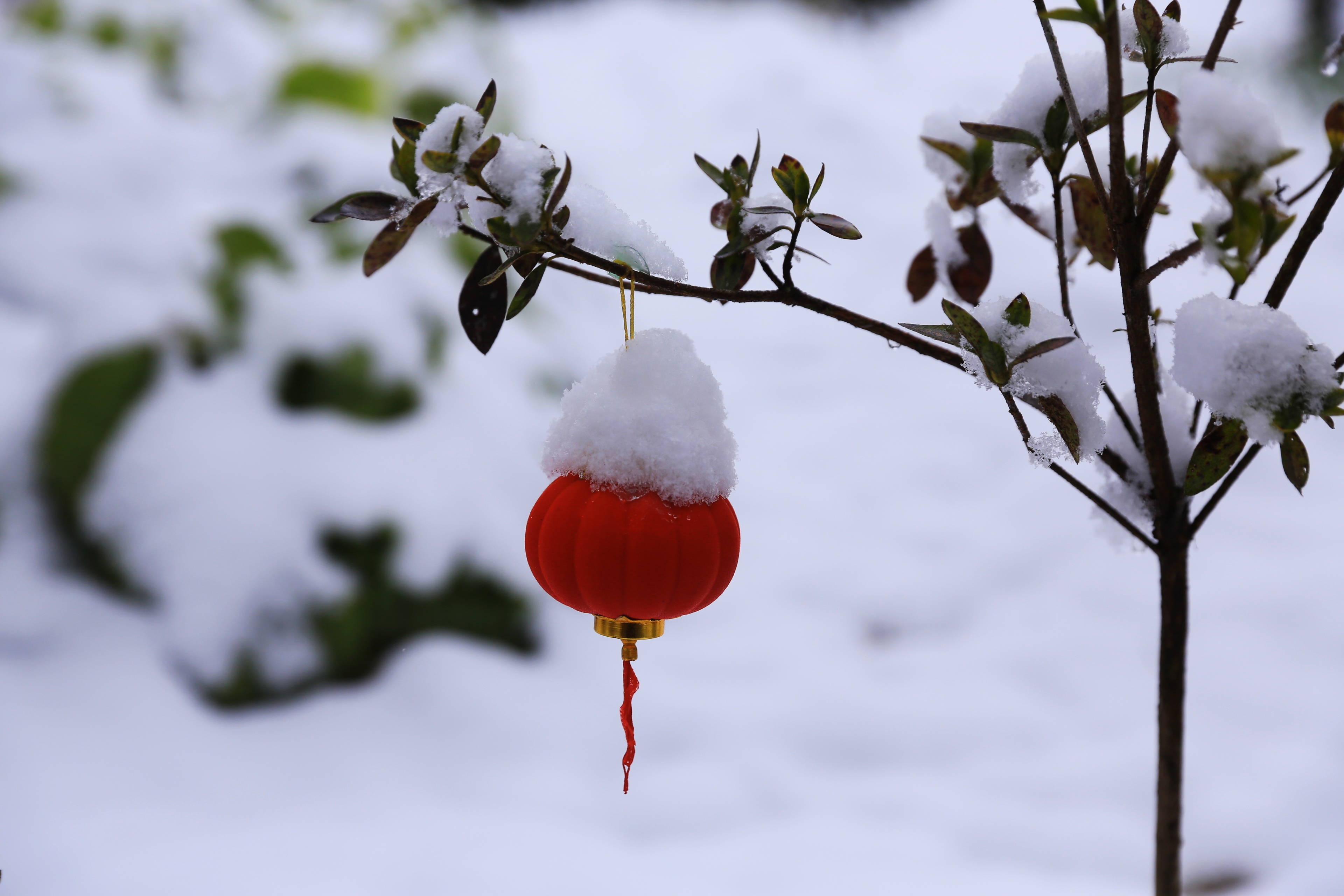 雪里红长什么样子图片图片