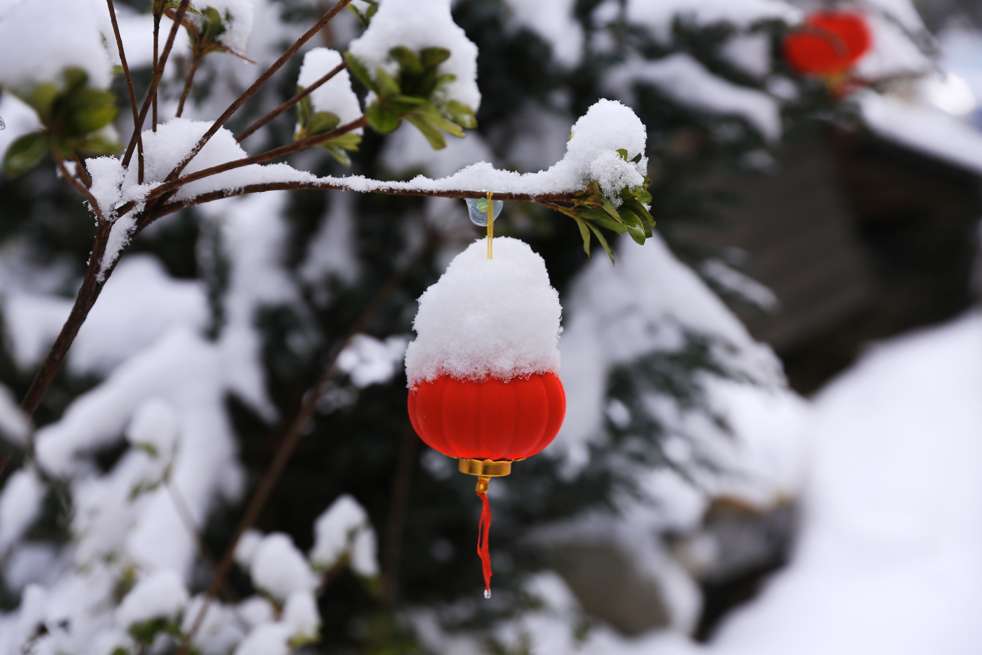 雪里红长什么样子图片图片