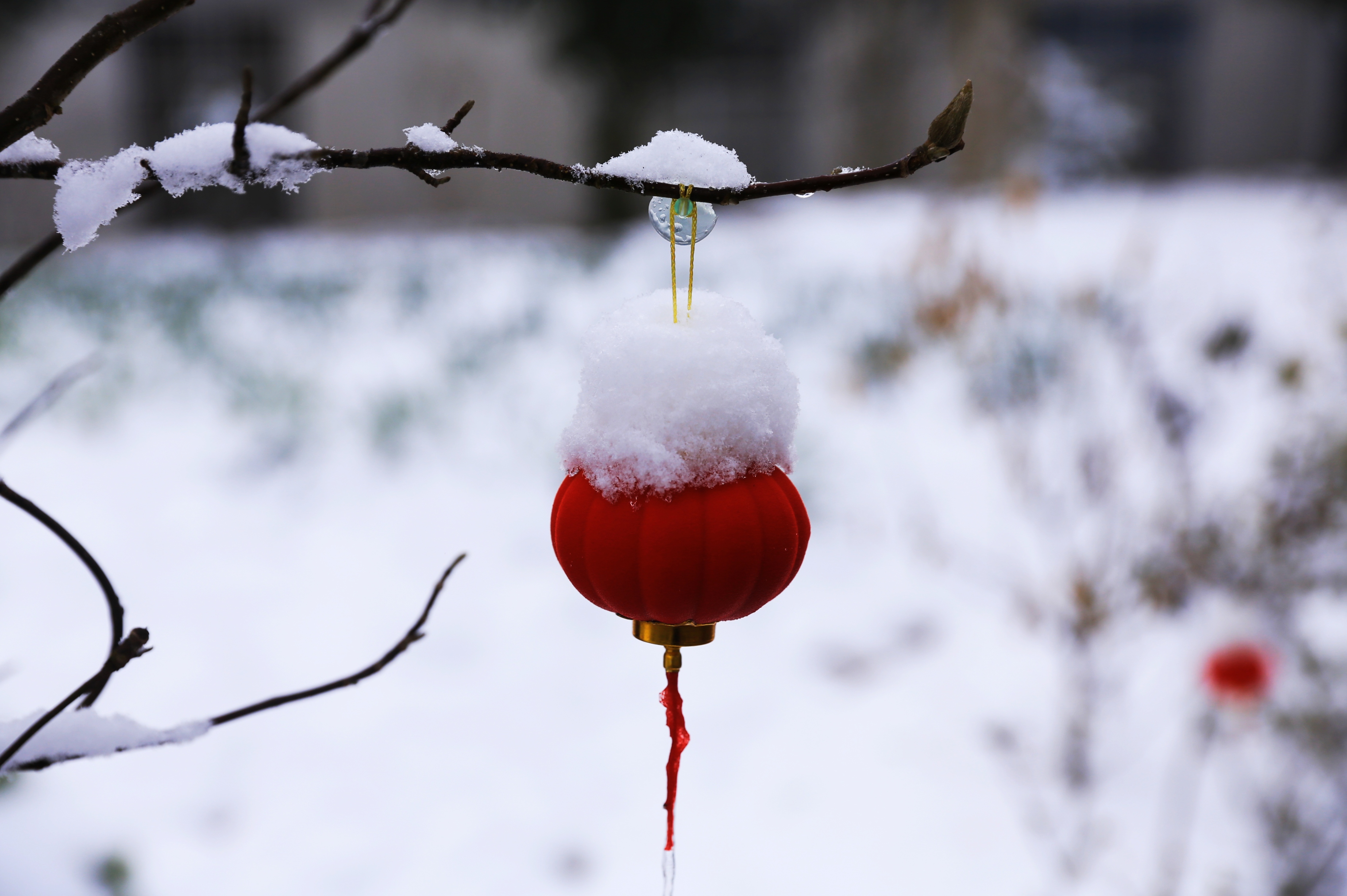 雪里红长什么样子图片图片