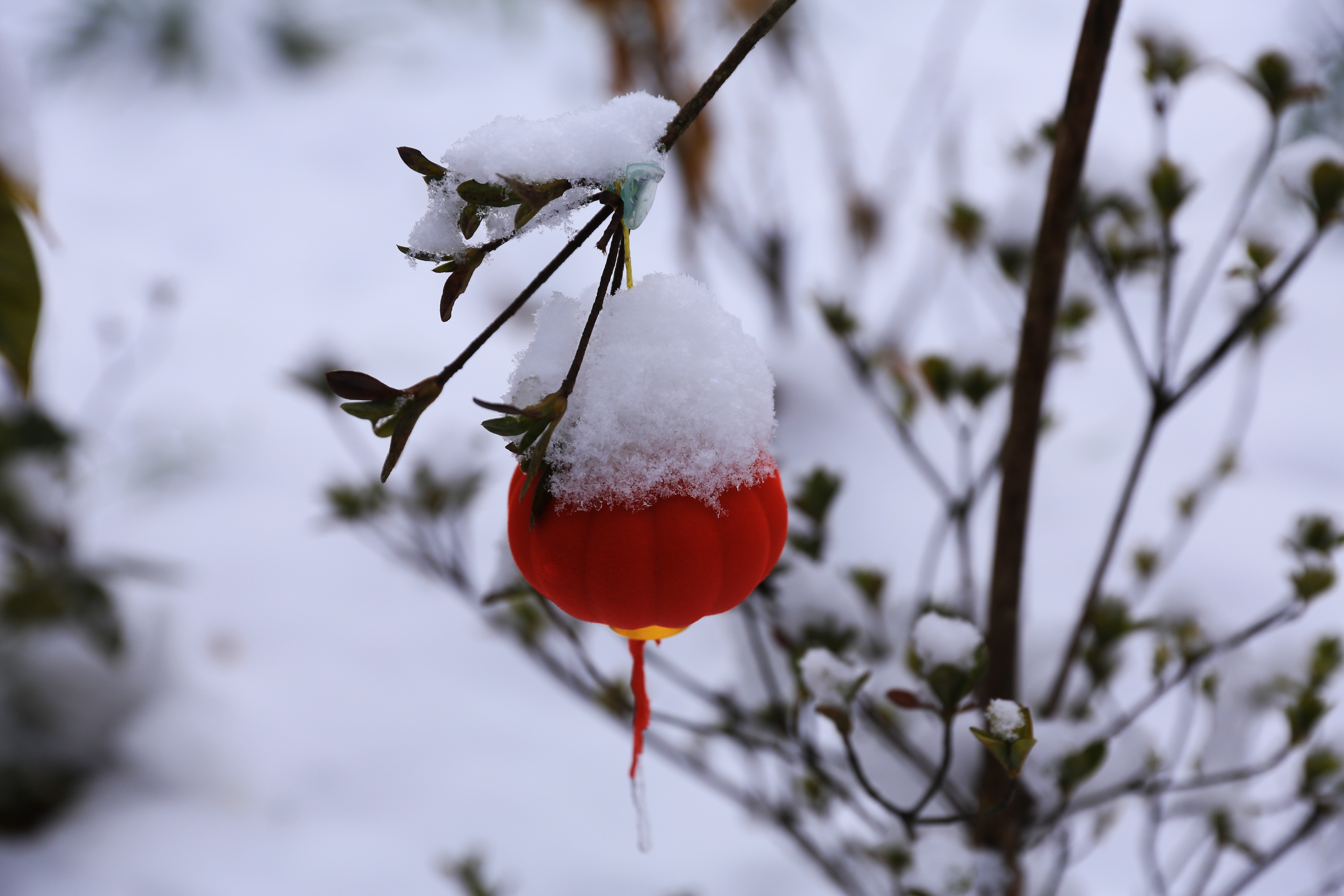 雪里红长什么样子图片图片