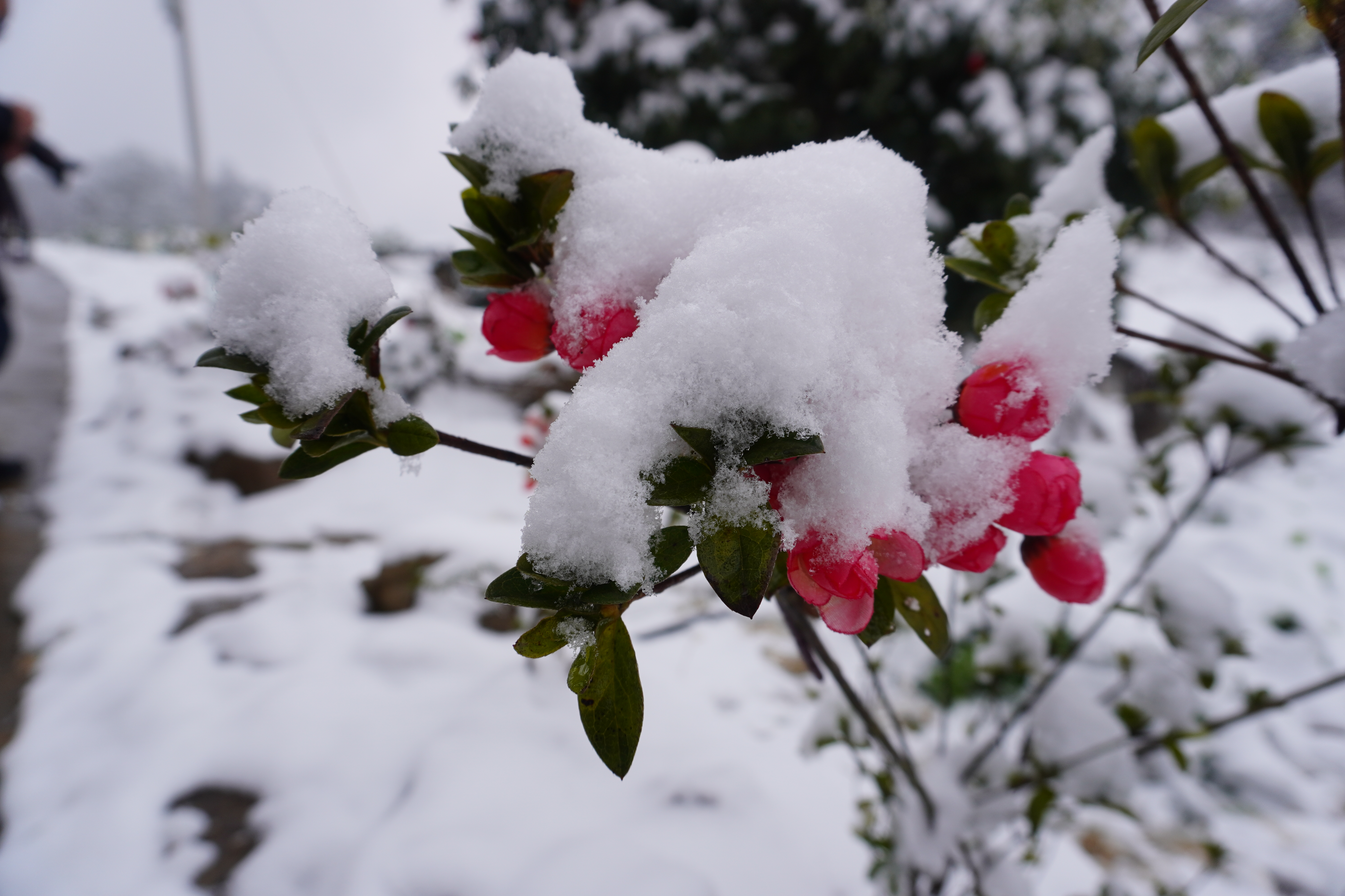 雪里红长什么样子图片图片