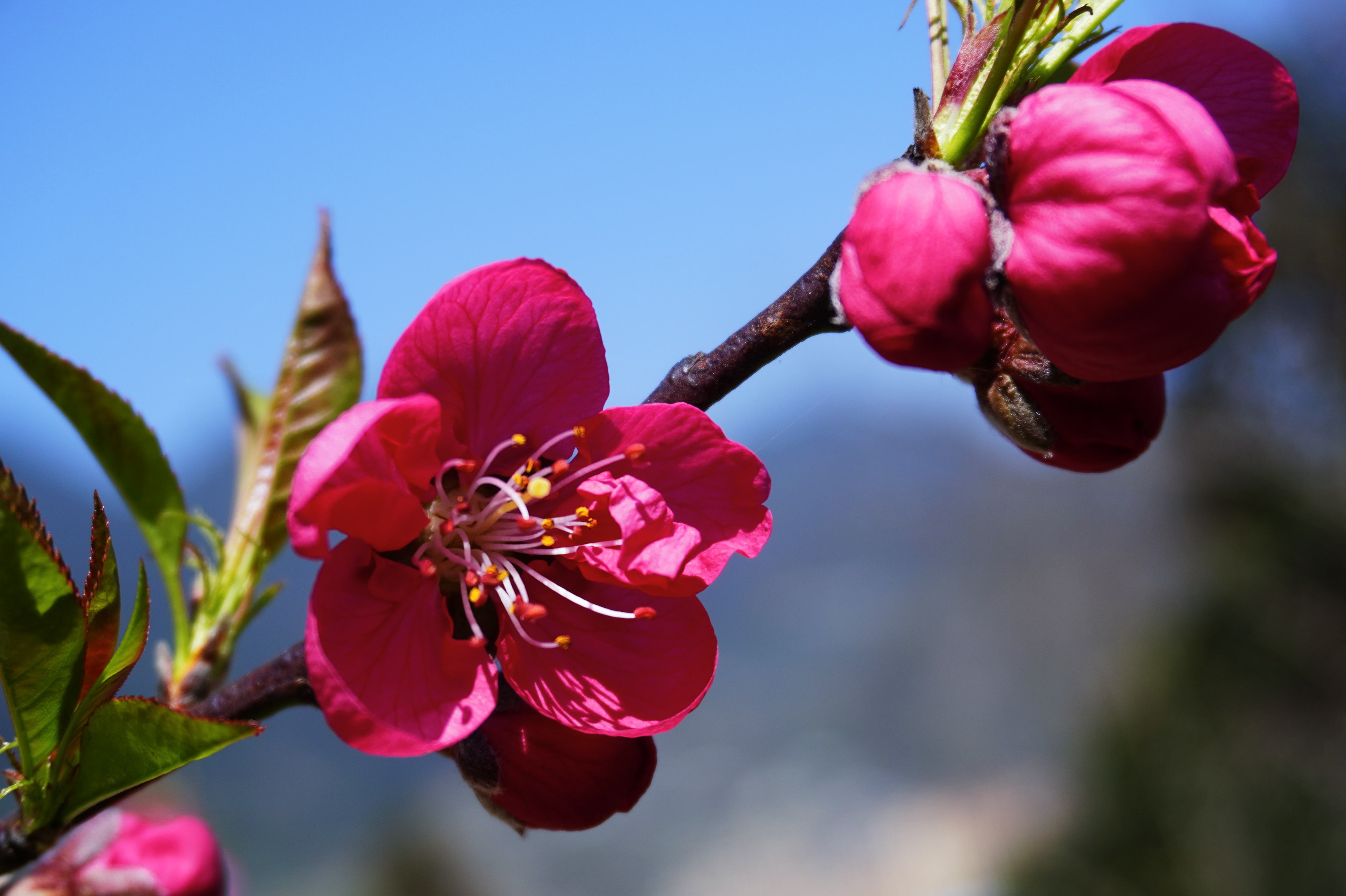 桃花图片大全大图高清图片