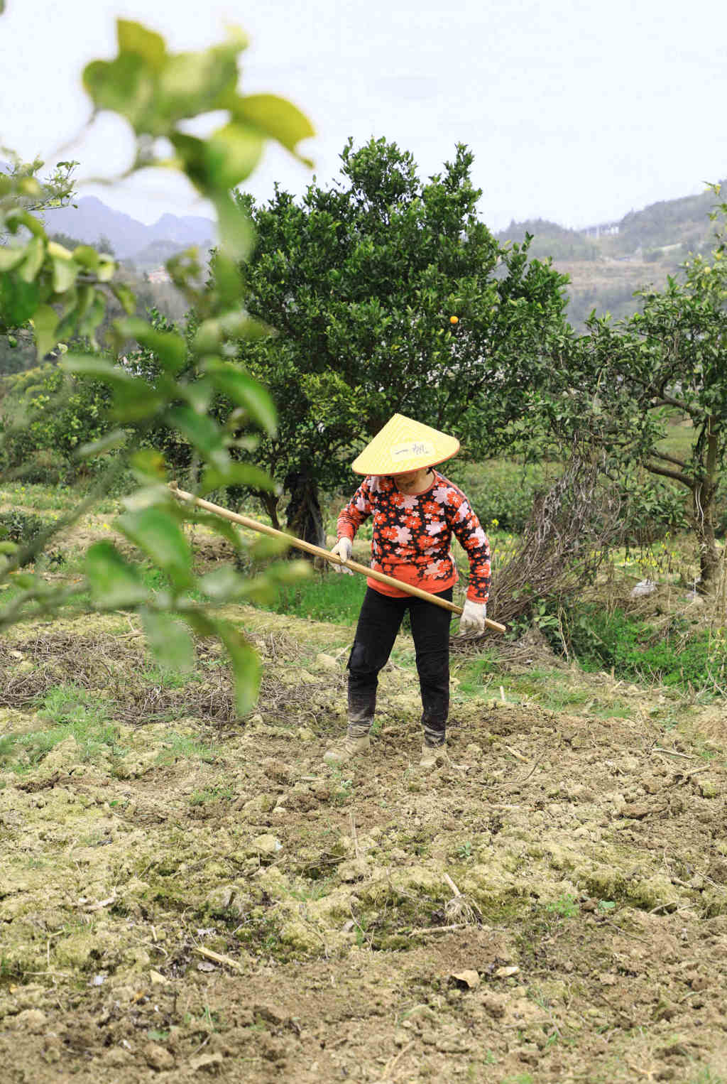 劳动成果的图片大全图片