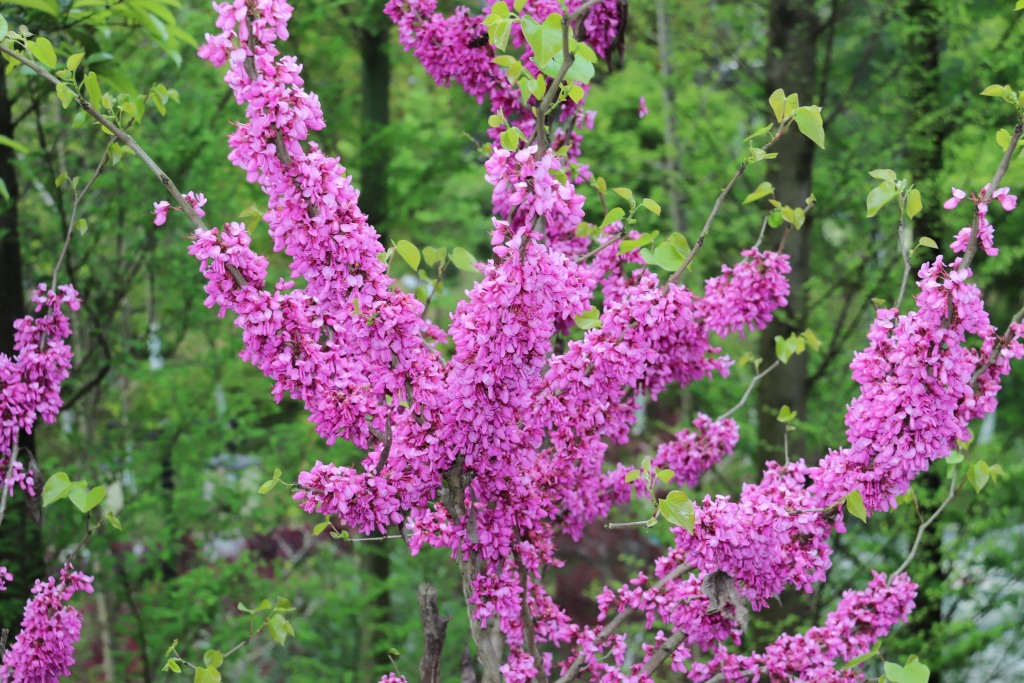 紫荆树在树干上开花的树
