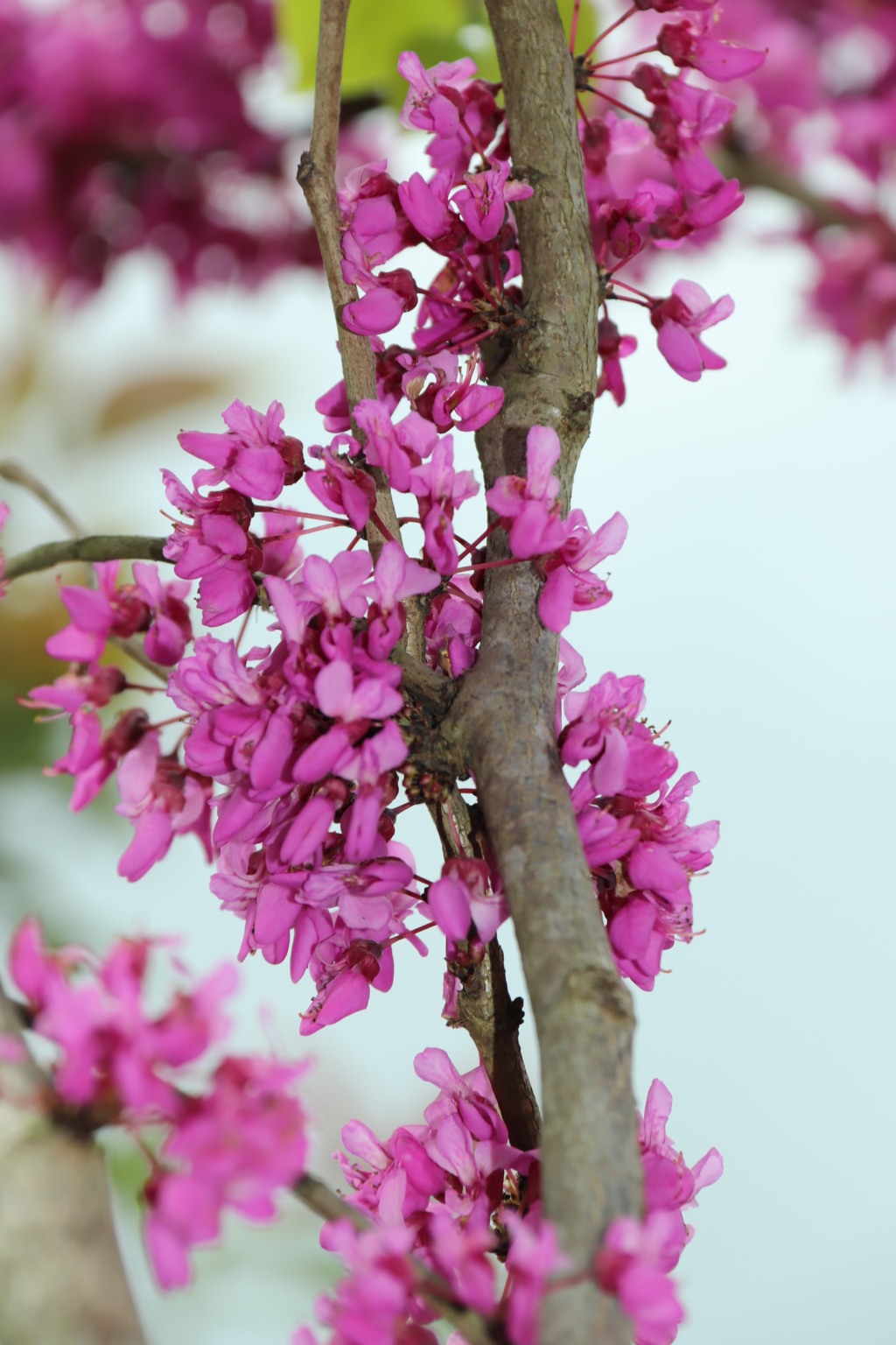 紫荆树在树干上开花的树