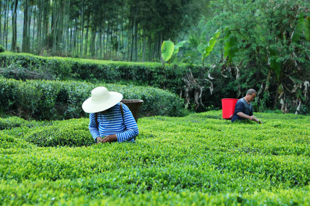 行摄鹤峰乡村:茶山如画卷 茶农采茶忙-图片频道-中国鹤峰网·湖北鹤峰