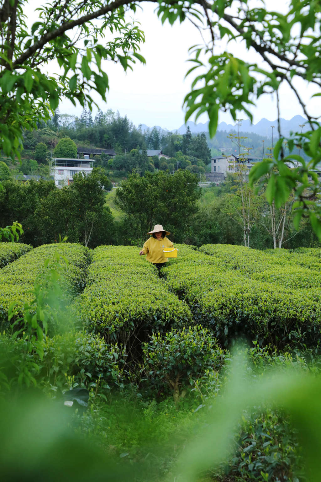 行摄鹤峰乡村:茶山如画卷 茶农采茶忙-图片频道-中国鹤峰网·湖北鹤峰