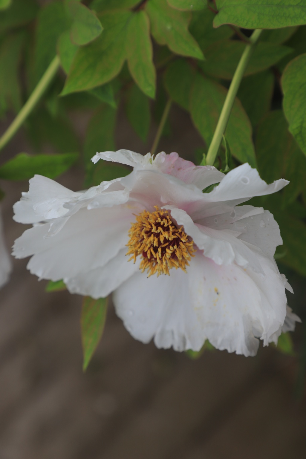 鹤峰白芍此花不在铅华