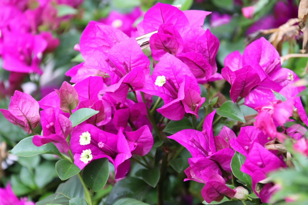 三角梅似花非花似蕊非蕊