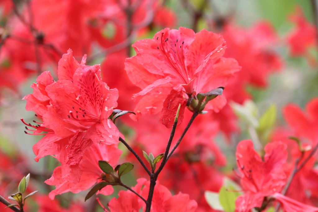 映山红花开引蝶来