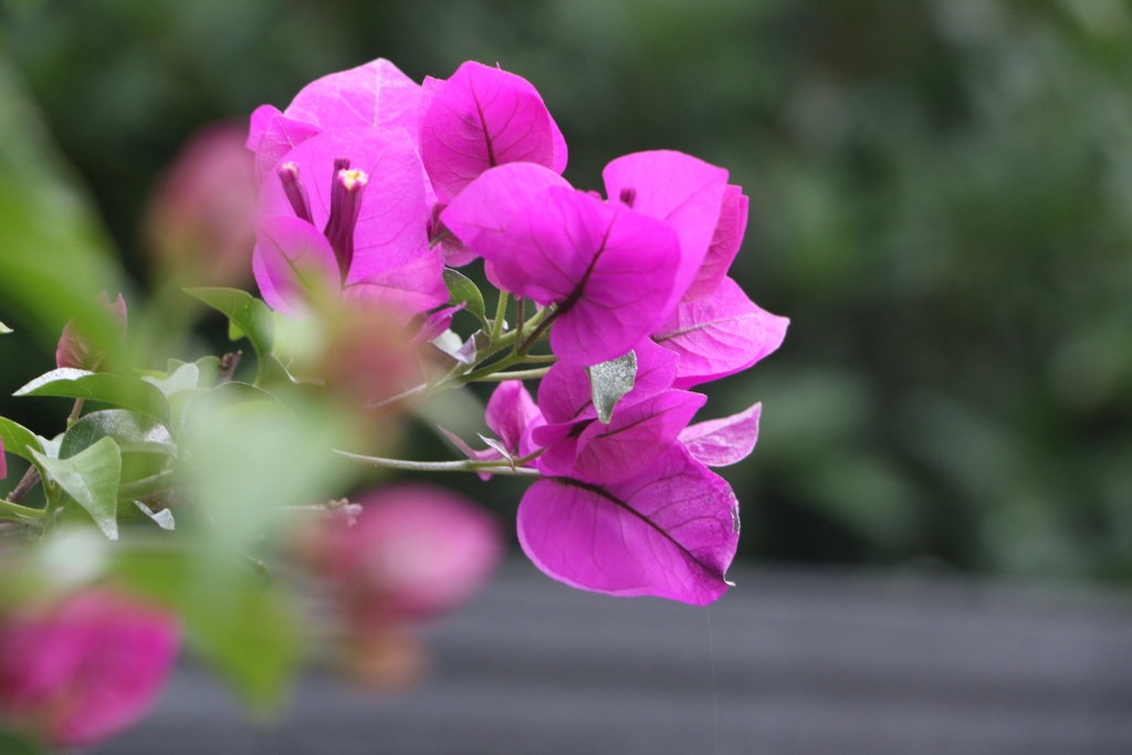 满城尽开三角梅 姹紫嫣红惹人醉