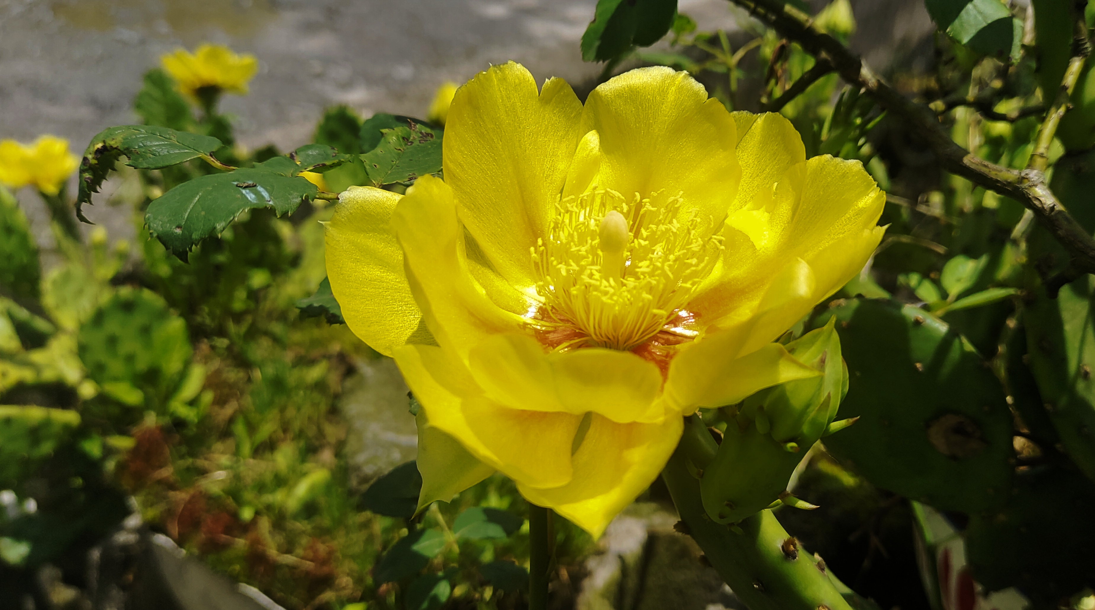 夏日的仙人掌花