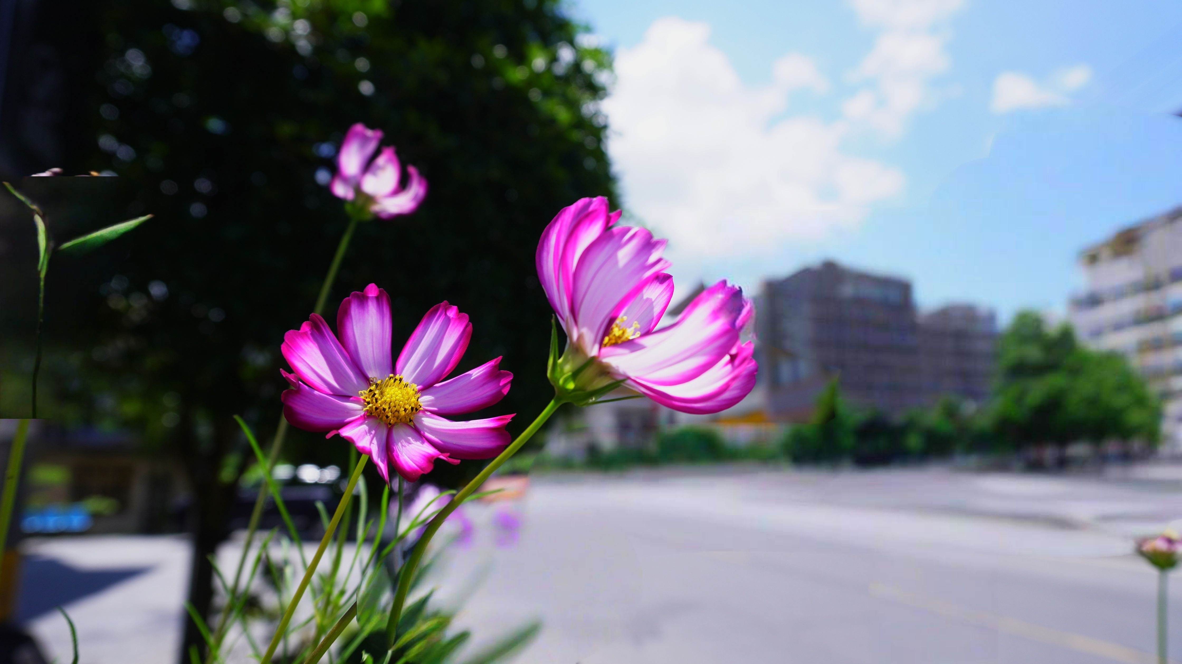 波斯菊图片桌面背景图片