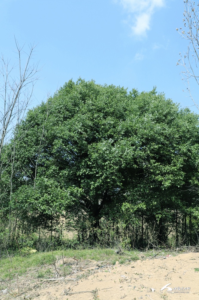花坪镇发现一棵百岁青冈栎