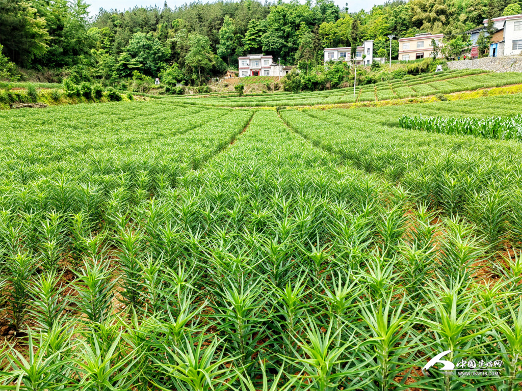 百合种植图片图片